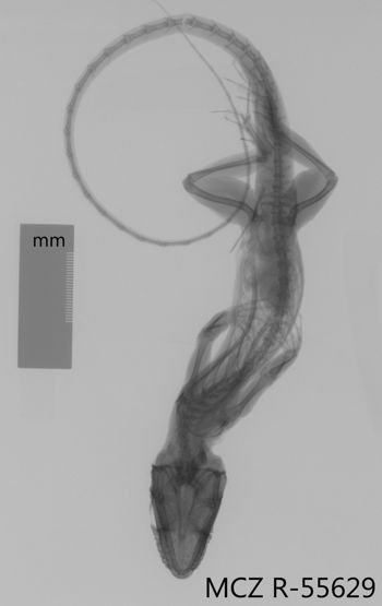 Media type: image;   Herpetology R-55629 Aspect: dorsoventral x-ray